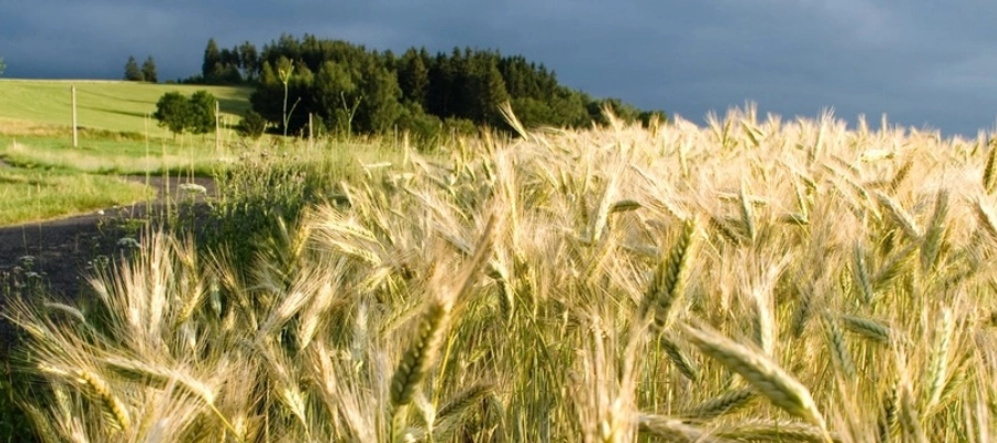 Norsk Landbruk