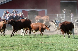 Land Lantbruk med Land Skogsbruk