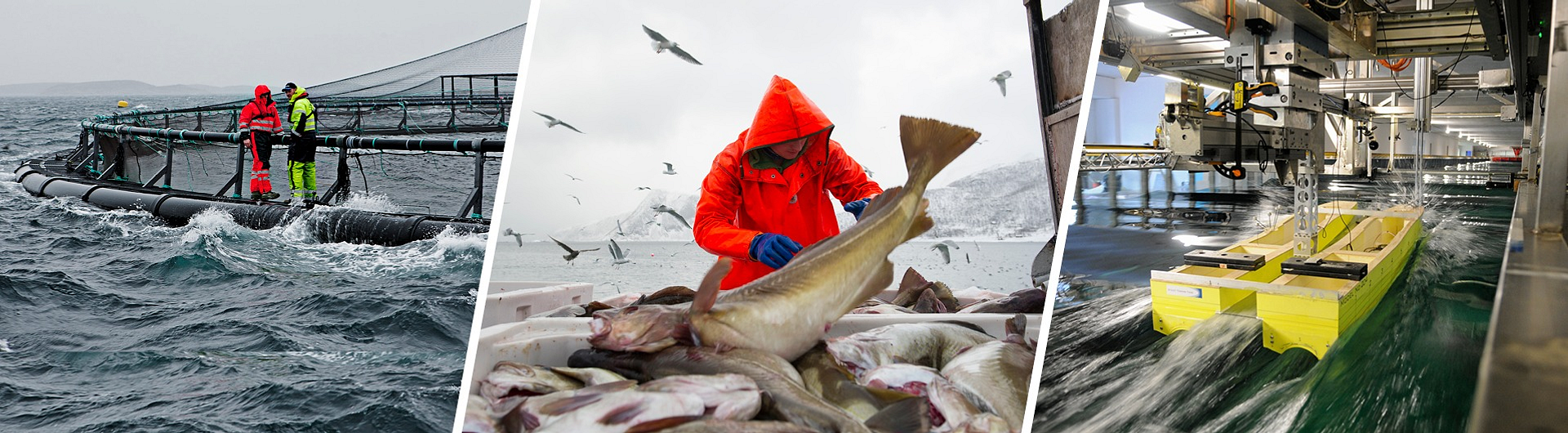 Fiskeribladet // IntraFish