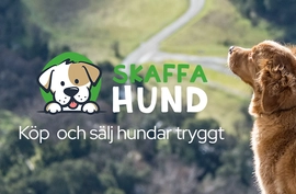 Skaffa Hund