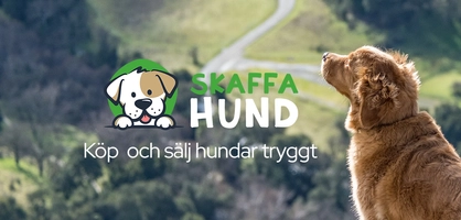 Skaffa Hund